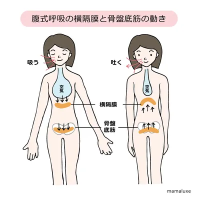 腹式呼吸のときの横隔膜と骨盤底筋の動きを、吸うときと吐くときで比較したイラスト