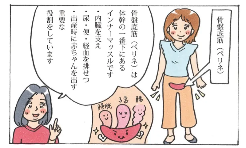骨盤底筋（ペリネ）が体幹の一番下でハンモックのように内臓を支えていることを説明したイラスト